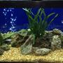 75 gallons freshwater fish tank (mostly fish and non-living decorations) - Standard 75 gal. all-glass aquarium, with 2 marineland c360 canister filters, 200 watt submersible heater, (cheap brand topfin air 4000 pump with 2 bubble stones),standard florescent bulb, bottom covered in crushed coral, topped with pea gravel, standard plastic plants.