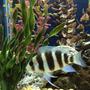 freshwater fish - cyphotilapia frontosa - frontosa cichlid stocking in 75 gallons tank - Young Frontosa