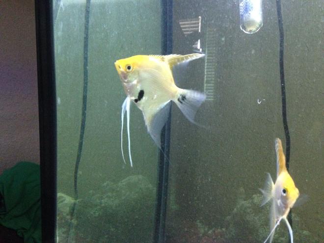 freshwater fish stocking in 60 gallons tank - 60 gal freshwater