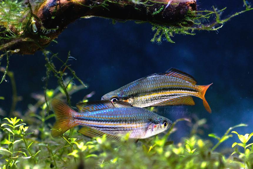 Rated #7: Freshwater Fish Stocking In 55 Gallons Tank - M.austalis