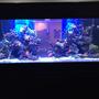 500 gallons reef tank (mostly live coral and fish) - My living room