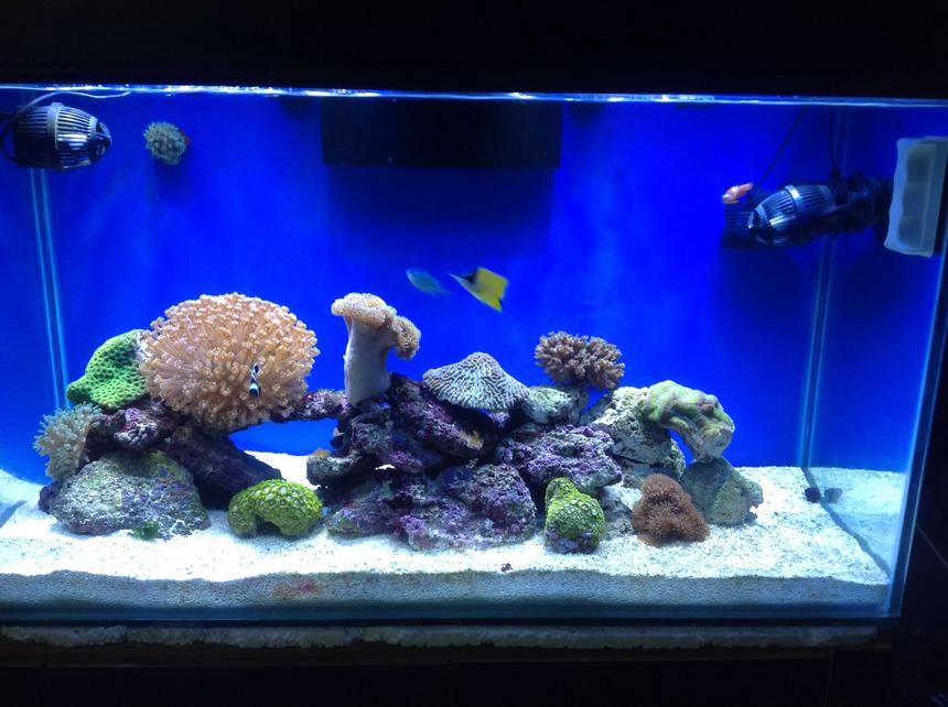 Rated #23: 80 Gallons Reef Tank - 80G reef tank