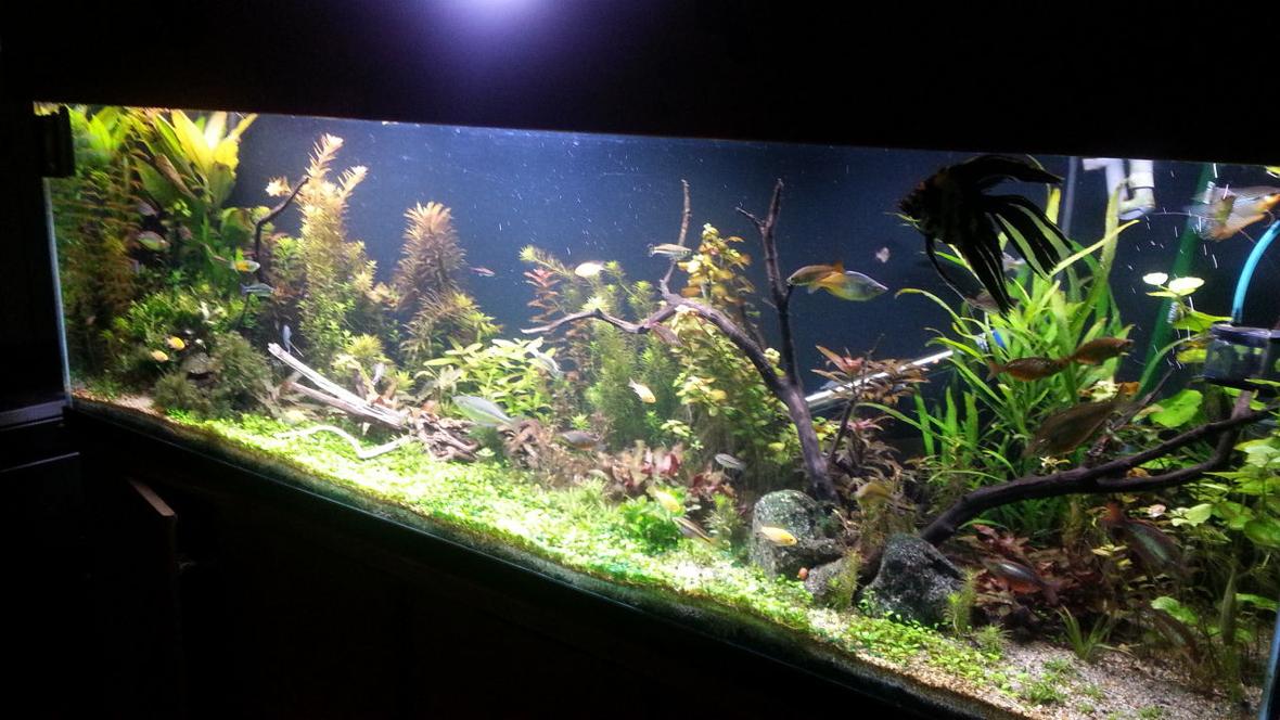 135 gallons planted tank (mostly live plants and fish) - About 6 weeks along
