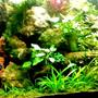 90 gallons planted tank (mostly live plants and fish) - Slice of the 90 gallon Dutch method.