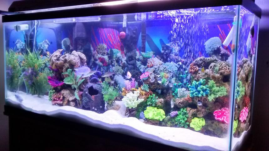 Rated #21: 55 Gallons Freshwater Fish Tank - My first tank ever owned its freshwater despise the salt tank look.