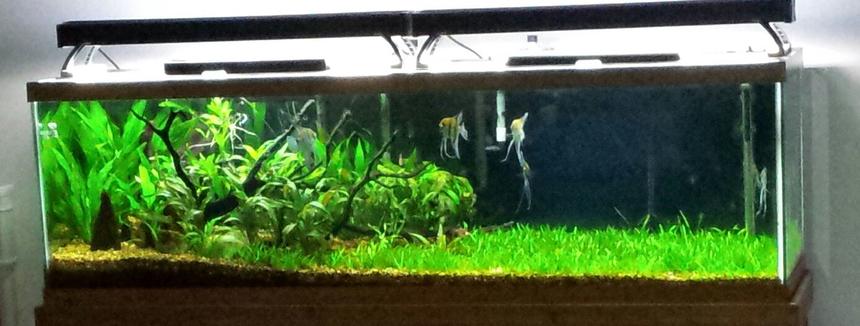 Rated #5: 125 Gallons Planted Tank - Rivers Edge.