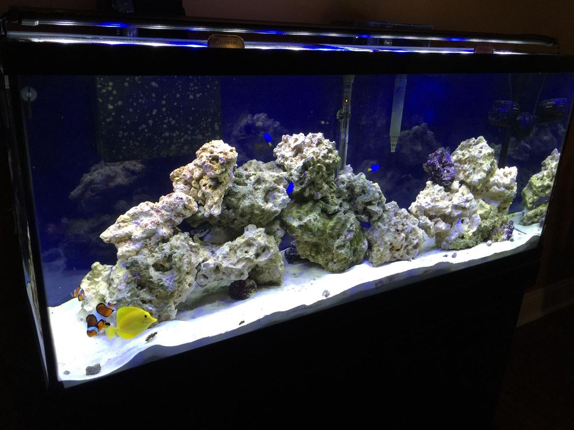 55 gallons saltwater fish tank (mostly fish, little/no live coral) - 55 gallon FOWLR