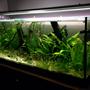 55 gallons planted tank (mostly live plants and fish) - Planted 4 foot