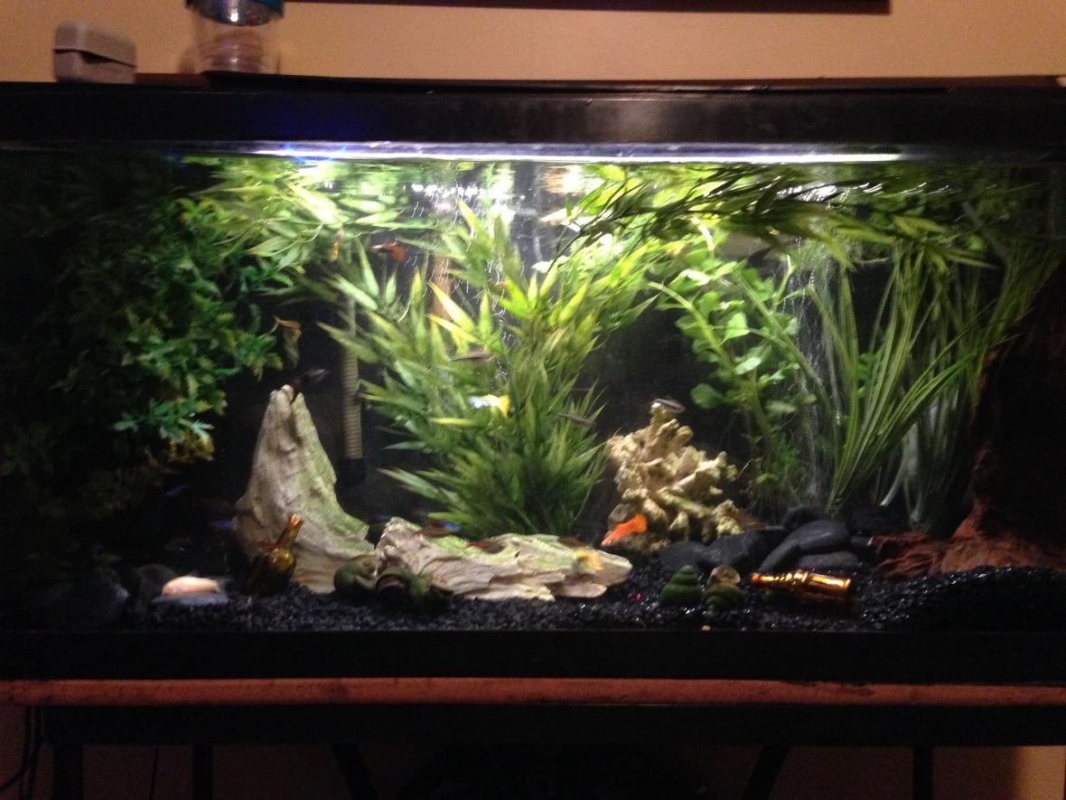 30 gallons freshwater fish tank (mostly fish and non-living decorations) - my tanks redone!! nothing special but its a change