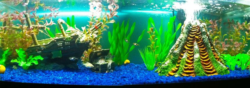Rated #2075: 20 Gallons Freshwater Fish Tank - I designed this tank to be like the one from the dentist office in Finding Nemo.