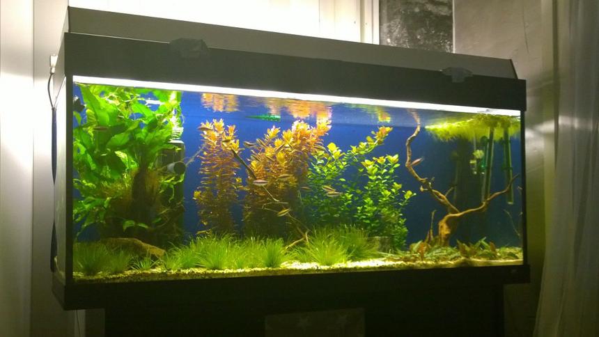 Rated #39: 54 Gallons Planted Tank - Planted tank 54gallona/240ltr