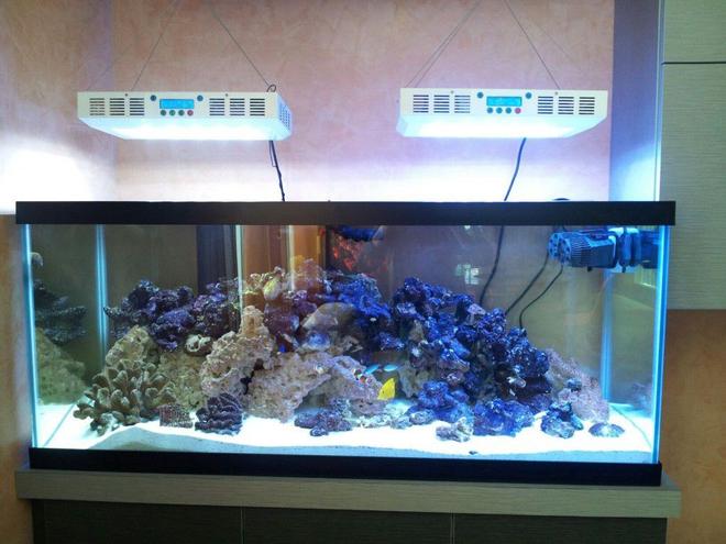 2 gallons freshwater fish tank (mostly fish and non-living decorations)