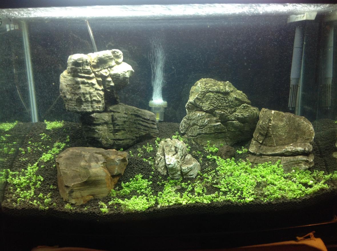 fish tank picture - Turning the floor into a carpet. This live carpeting plant is CUBA, an amazing micro small growth carpeting plant, requires a slight pro level involvement but amazing to look at once grown completely. This is my first attempt at a carpeting aquarium.