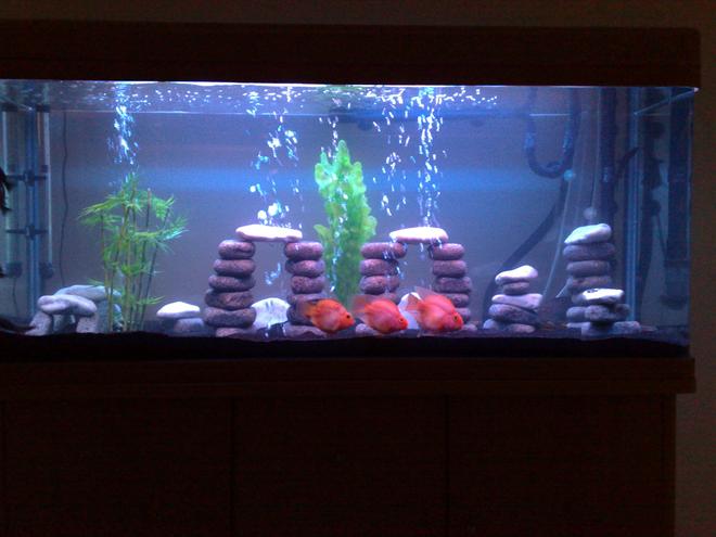 80 gallons freshwater fish tank (mostly fish and non-living decorations) - Freshwater Tank