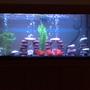 80 gallons freshwater fish tank (mostly fish and non-living decorations) - Freshwater Tank