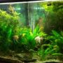 110 gallons planted tank (mostly live plants and fish) - Needs a cleaning