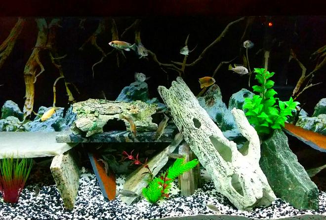 55 gallons freshwater fish tank (mostly fish and non-living decorations) - My Malawi tank