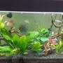 52 gallons planted tank (mostly live plants and fish) - Planted Tanks with Discus and Halfmoon