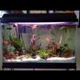 29 gallons planted tank (mostly live plants and fish)