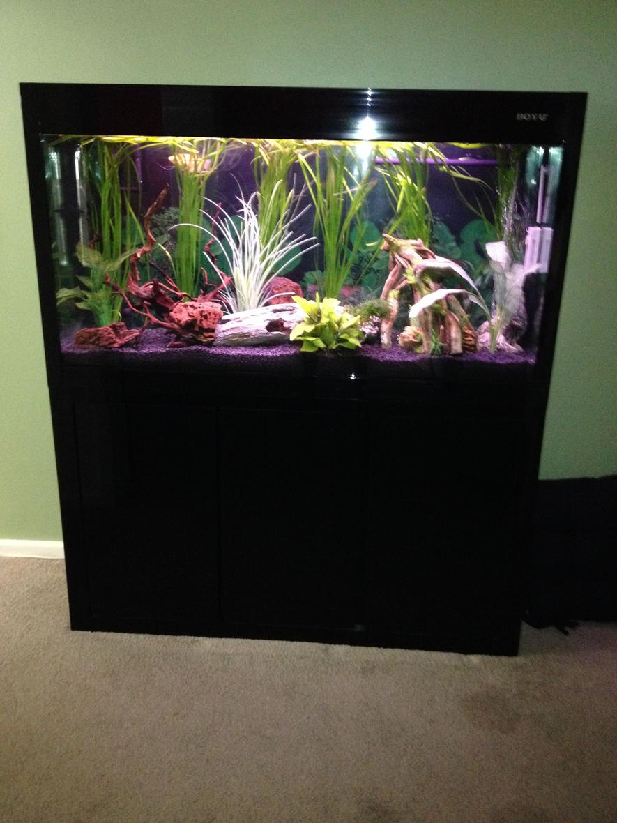 50 gallons planted tank (mostly live plants and fish) - 4'' x 2'' boyu tropical fis tank. Some live plants some fake plants. No fish in tank at this stage as tank has just been set up.