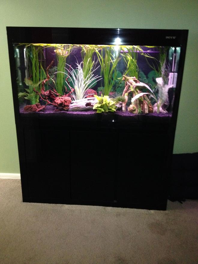 50 gallons planted tank (mostly live plants and fish) - 4'' x 2'' boyu tropical fis tank. Some live plants  some fake plants. No fish in tank at this stage as tank has just been set up.