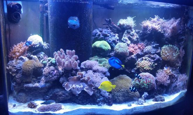 90 gallons reef tank (mostly live coral and fish) - 90 gallon reef