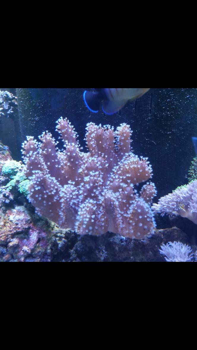 Rated #2: Corals Inverts Stocking In 90 Gallons Tank - Finger leather