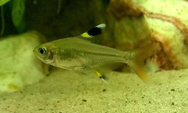 freshwater fish - pristella maxillaris - x-ray pristella tetra stocking in 50 gallons tank - x-ray tetra