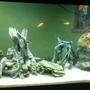 150 gallons freshwater fish tank (mostly fish and non-living decorations) - 55 gallon cichlid tank