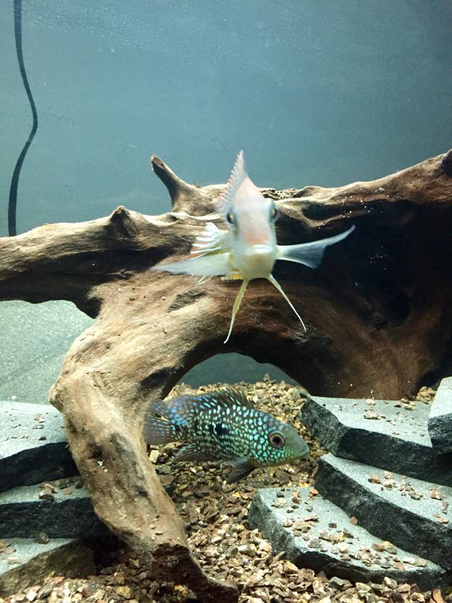 freshwater fish - geophagus surunimsis - surinamen geophagus stocking in 45 gallons tank - Green Texas Cichlid and Surinamen Geophagus