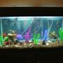 40 gallons freshwater fish tank (mostly fish and non-living decorations) - The Super Hero Fish tank of Minnesota.
