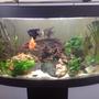 44 gallons planted tank (mostly live plants and fish) - 44 gallons