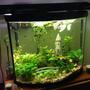 fish tank picture - 27 gallons