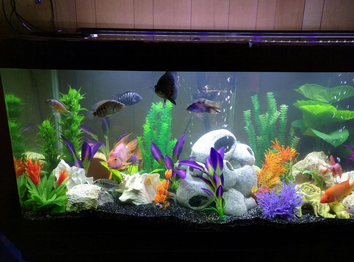 168 gallons freshwater fish tank (mostly fish and non-living decorations) - New set up