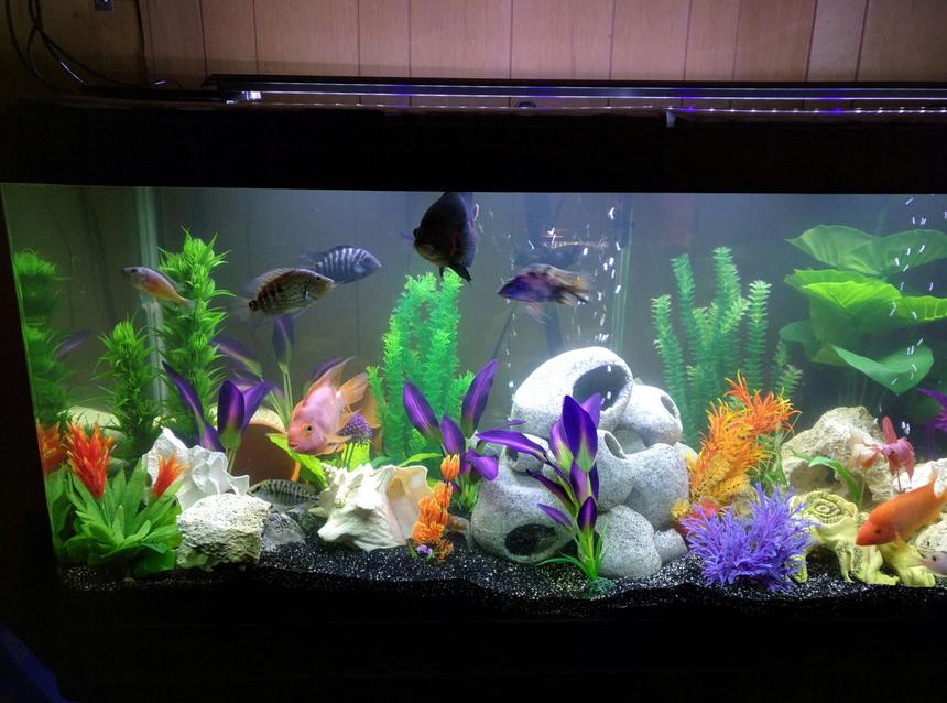 Rated #52: 168 Gallons Freshwater Fish Tank - New set up