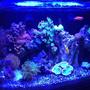 16 gallons reef tank (mostly live coral and fish) - 16 Nuvo