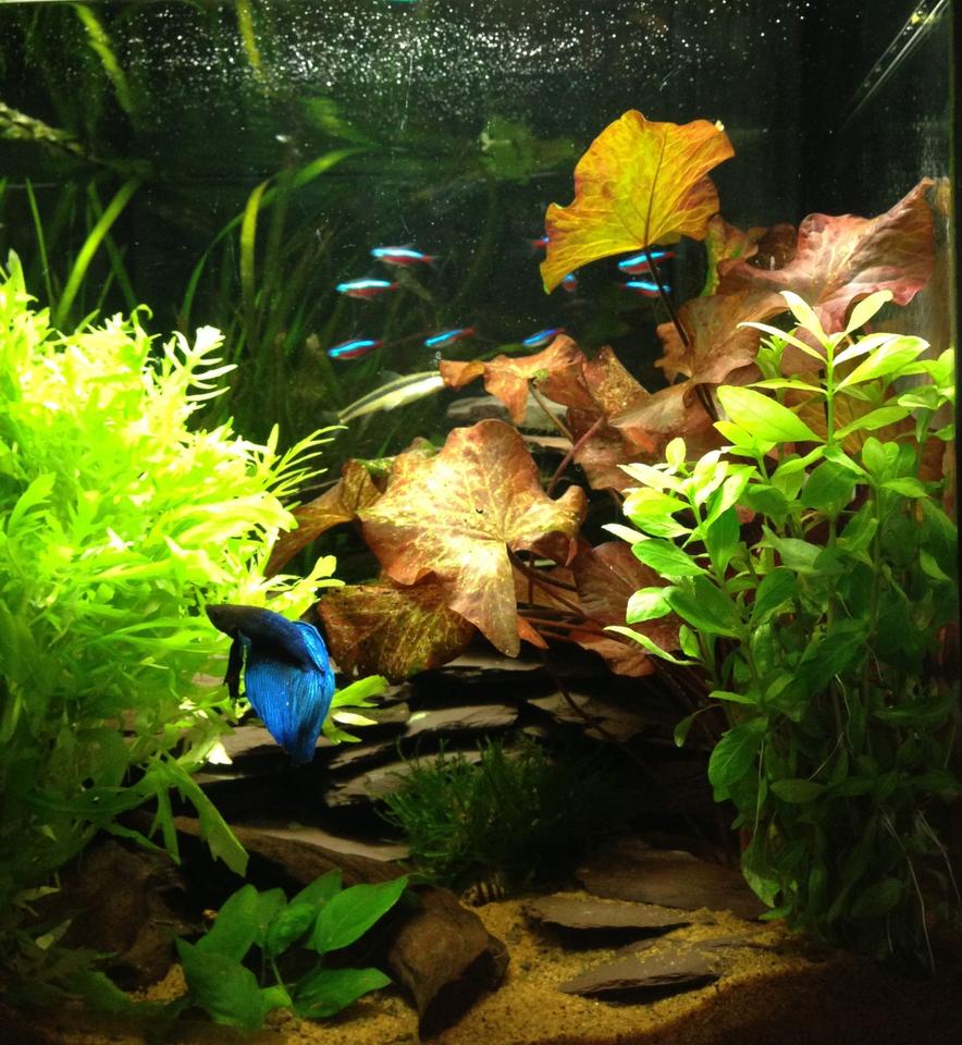 Rated #14: 11 Gallons Planted Tank - Planted tank