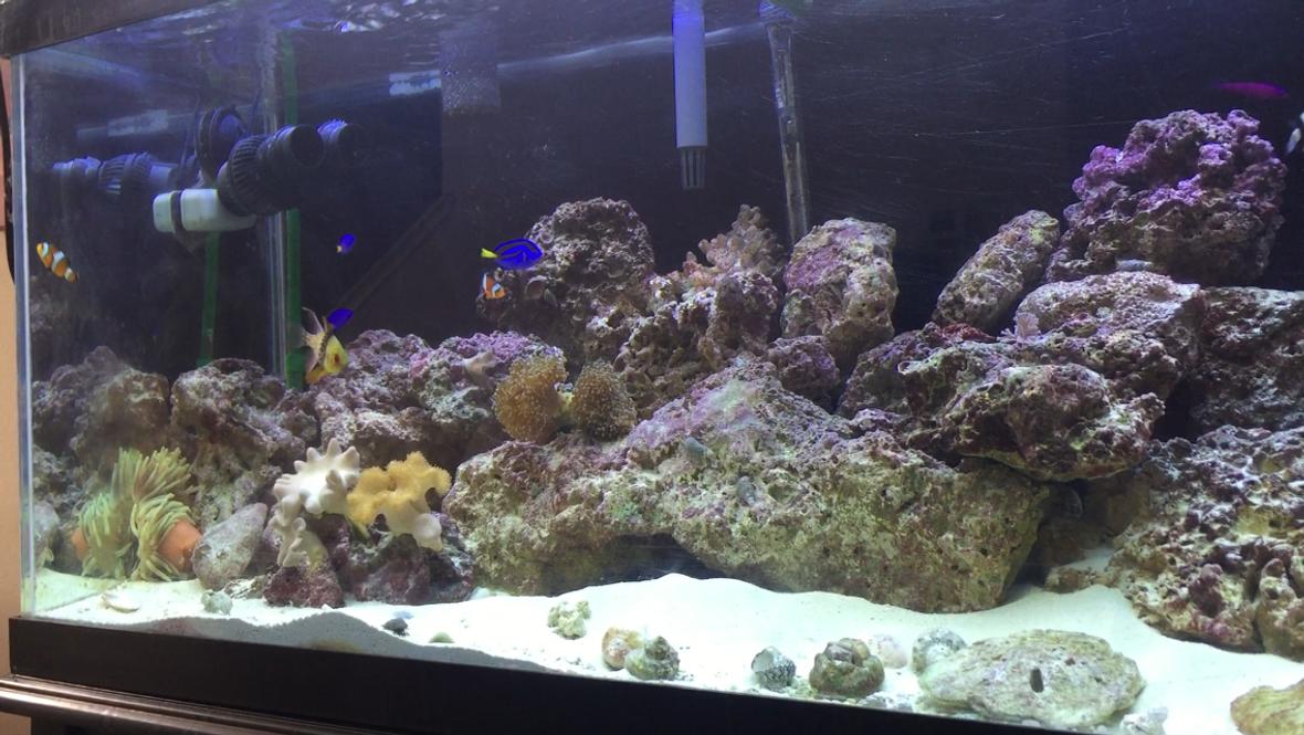 75 gallons reef tank (mostly live coral and fish) - Young reef tank