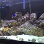 75 gallons reef tank (mostly live coral and fish) - Young reef tank