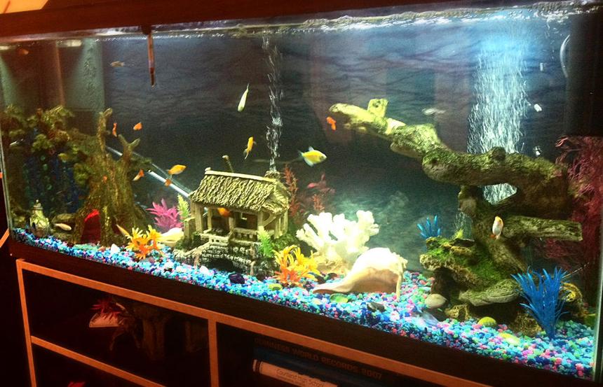 Rated #26: Freshwater Fish Stocking In 50 Gallons Tank - 50 Gallon, Tropical Fish all found at Petsmart