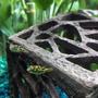 freshwater fish - carinotetraodon travancoricus - dwarf puffer stocking in 15 gallons tank - dwarf puffer