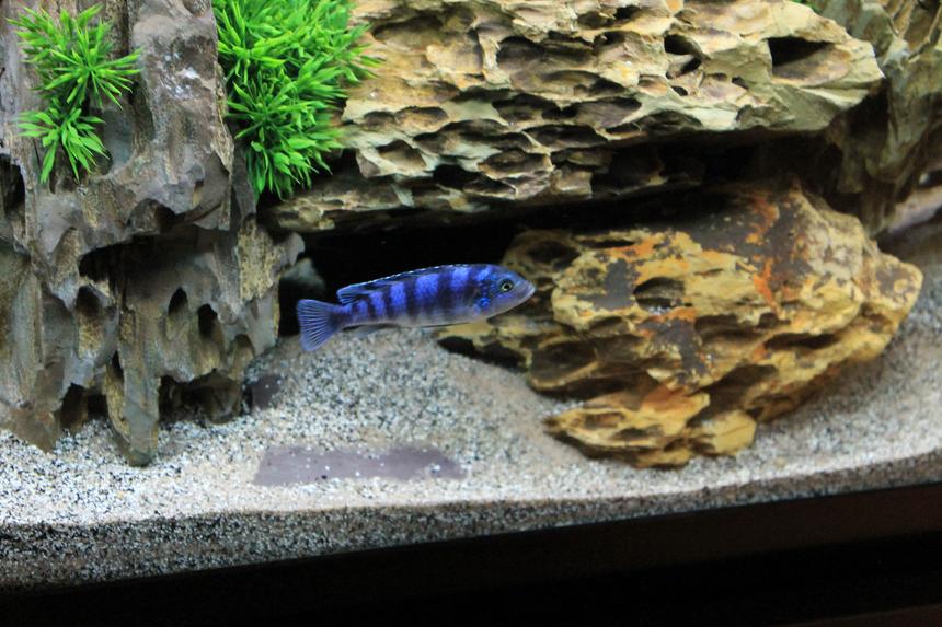 Rated #6: Freshwater Fish - Metriaclima Lombardoi - Kenyi Cichlid Stocking In 60 Gallons Tank - Kenyi