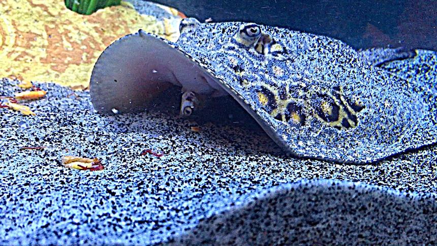 Rated #1: Saltwater Fish Stocking In 100 Gallons Tank - Medusa; Marble motoro stingray 1 year old