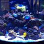 92 gallons reef tank (mostly live coral and fish) - 92 gallon Oceanic 1/4 circle. Up and running 14 months.
