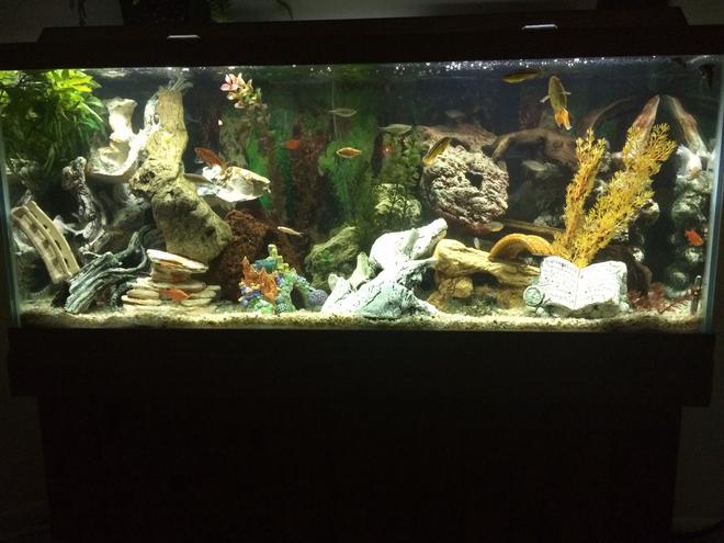 75 gallons freshwater fish tank (mostly fish and non-living decorations) - Community Tank:    4 Odessa Barb; 5 Rosey Barbs; 2 Chinese Algae Eater; 2 Cory Cats; 3 Goldfish; 3 Gouramis; 3 Danios; 3 Australian Rainbows; 3 Bueno Aires Tetra; 5 Neon Tetras; 2 Dalmatian Mollies; 3 African cichlids (peaceful); 3 Green Tiger Barb.