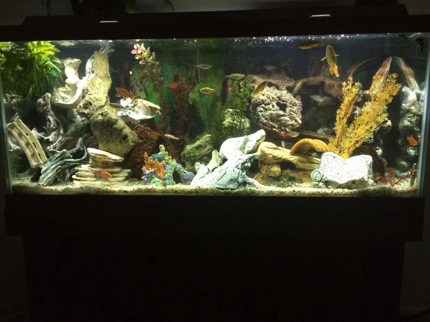 Rated #15: 75 Gallons Freshwater Fish Tank - Community Tank:    4 Odessa Barb; 5 Rosey Barbs; 2 Chinese Algae Eater; 2 Cory Cats; 3 Goldfish; 3 Gouramis; 3 Danios; 3 Australian Rainbows; 3 Bueno Aires Tetra; 5 Neon Tetras; 2 Dalmatian Mollies; 3 African cichlids (peaceful); 3 Green Tiger Barb.