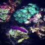 fish tank picture - Orchid dottyback