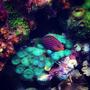fish tank picture - little devil wrasse