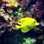 saltwater fish stocking in 55 gallons tank - Yellow tang