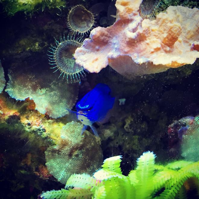 saltwater fish stocking in 55 gallons tank - blue devil